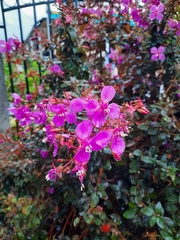 Heterocentron subtriplinervium