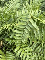 Nephrolepis exaltata