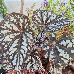 Begonia