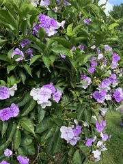 Brunfelsia