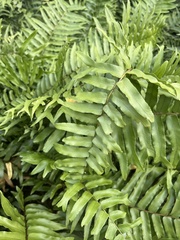 Nephrolepis exaltata