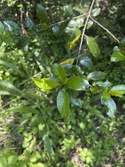 Rhamnus prinoides