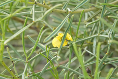Senna artemisioides