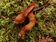 Cortinarius cinnabarinus