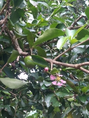 Malpighia emarginata