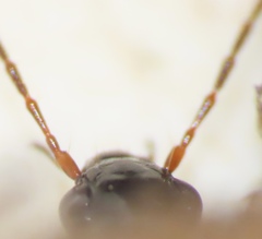 Agonum
