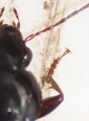 Agonum