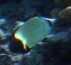 Chaetodon citrinellus