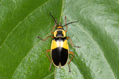 Chauliognathus flavipes