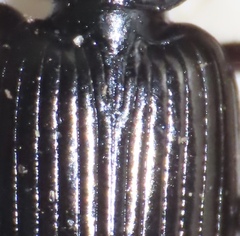 Agonum