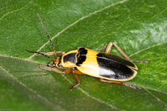 Chauliognathus flavipes