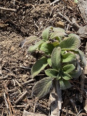 Hydrophylloideae