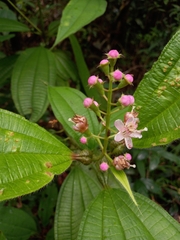 Miconia tococa