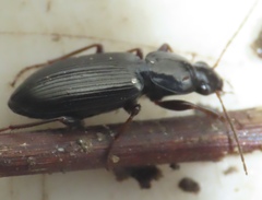 Agonum