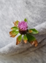 Centratherum riparium