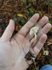 Clitocybe