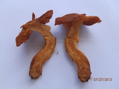 Cortinarius cinnabarinus