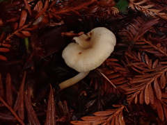 Clitocybe