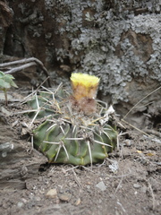 Parodia erinaceus