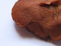 Cortinarius cinnabarinus