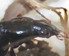 Agonum