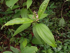 Miconia tococa