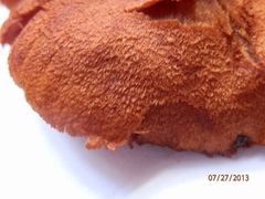 Cortinarius cinnabarinus