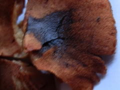 Cortinarius cinnabarinus