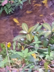 Sanchezia parvibracteata