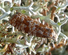Choristoneura pinus