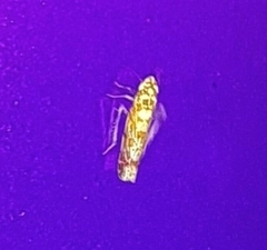 Dikrella maculata