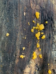 Tremella mesenterica