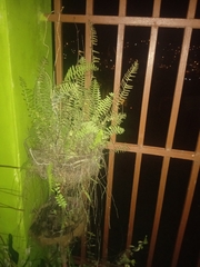 Nephrolepis exaltata