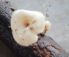Singerocybe clitocyboides