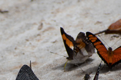 Doxocopa