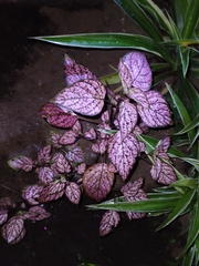 Hypoestes phyllostachya