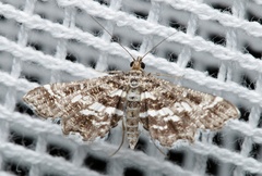 Diasemiopsis ramburialis