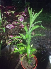 Dysphania ambrosioides