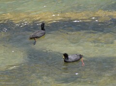 Fulica gigantea