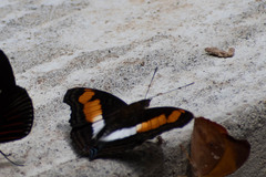 Doxocopa