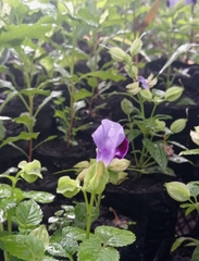 Torenia fournieri
