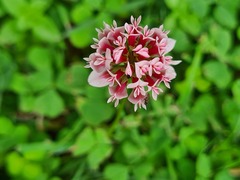 Trifolium polymorphum