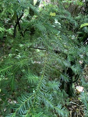 Prumnopitys ferruginea