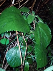 Urticaceae