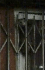 Didelphis virginiana