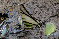 Protesilaus telesilaus