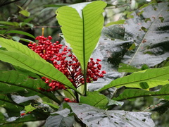 Cinchonoideae