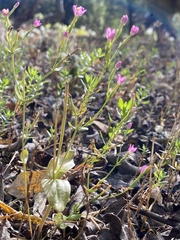 Zeltnera muehlenbergii