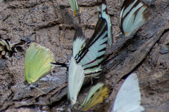 Neographium agesilaus