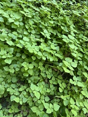 Parietaria floridana